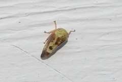 Ophiderma evelyna