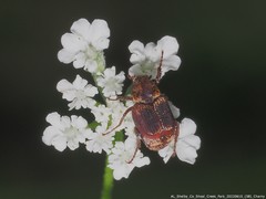 Valgus canaliculatus