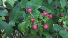 Causonis corniculata