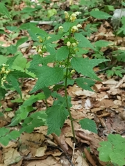 Lamium galeobdolon flavidum