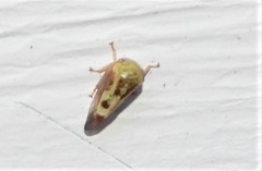 Ophiderma evelyna