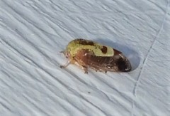 Ophiderma evelyna