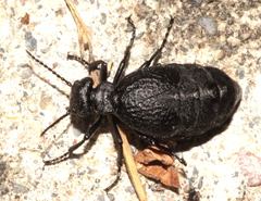 Meloe mediterraneus