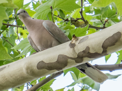 Streptopelia decaocto