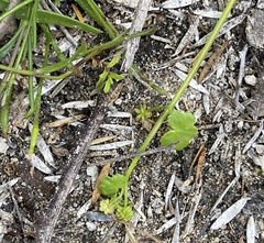 Hydrocotyle tetragonocarpa