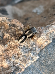 Aelurillus luctuosus