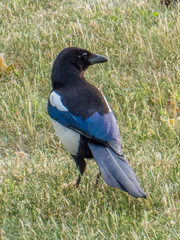 Pica pica