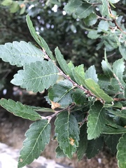 Zelkova abelicea