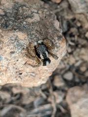 Aelurillus luctuosus