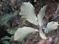Quercus scytophylla