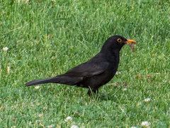 Turdus merula