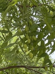 Azadirachta indica