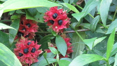 Clerodendrum canescens