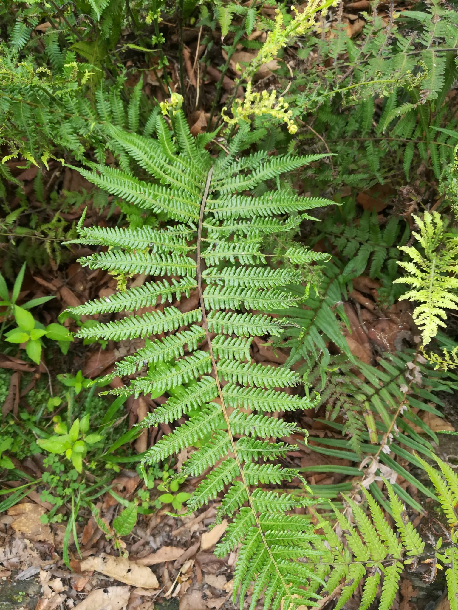 Amauropelta oligocarpa