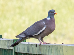Columba palumbus