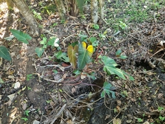 Philodendron erubescens