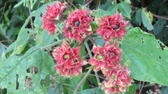 Clerodendrum canescens
