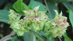 Clerodendrum canescens