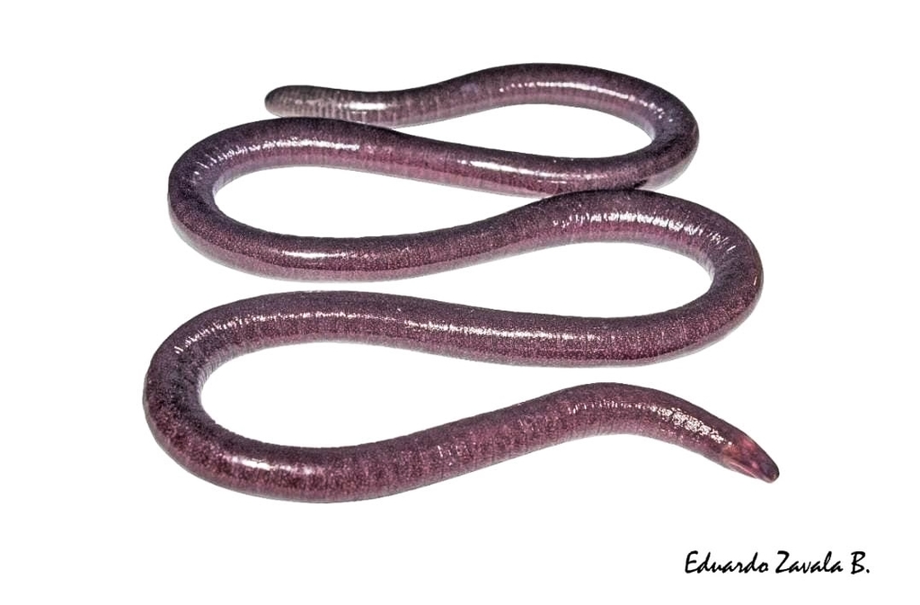 Guayaquil Caecilian