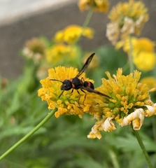 Ancistrocerus haematodes
