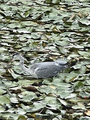 Ardea cinerea