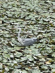 Ardea cinerea