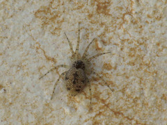 Oecobius maculatus