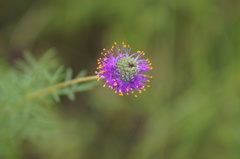 Dalea compacta pubescens