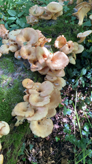 Pleurotus citrinopileatus