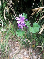 Malva sylvestris