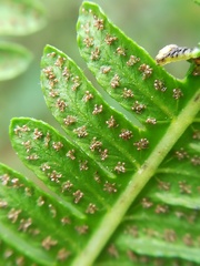 Amauropelta oligocarpa