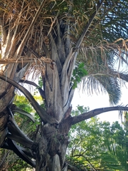 Raphia australis