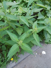Urtica dioica