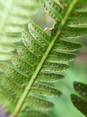 Amauropelta oligocarpa