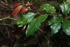 Endiandra muelleri muelleri