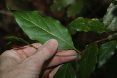 Endiandra muelleri muelleri