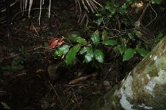 Endiandra muelleri muelleri