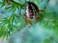 Neoscona adianta