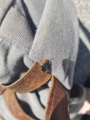 Cantharis rustica
