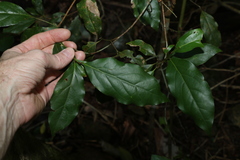 Endiandra muelleri muelleri