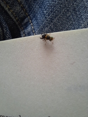 Rhagoletis cerasi