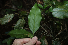 Endiandra muelleri muelleri