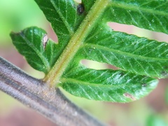 Amauropelta oligocarpa