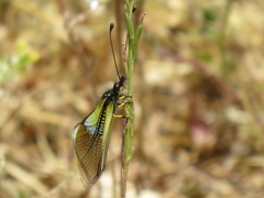 Libelloides baeticus