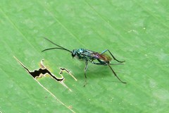 Chlorocryptus purpuratus