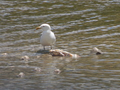 Larus argentatus