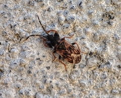 Taphropeltus nervosus