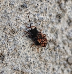 Taphropeltus nervosus