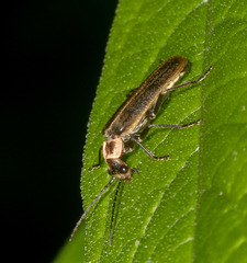 Podabrus brevicollis