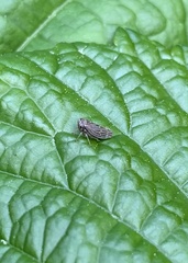 Agallia quadripunctata